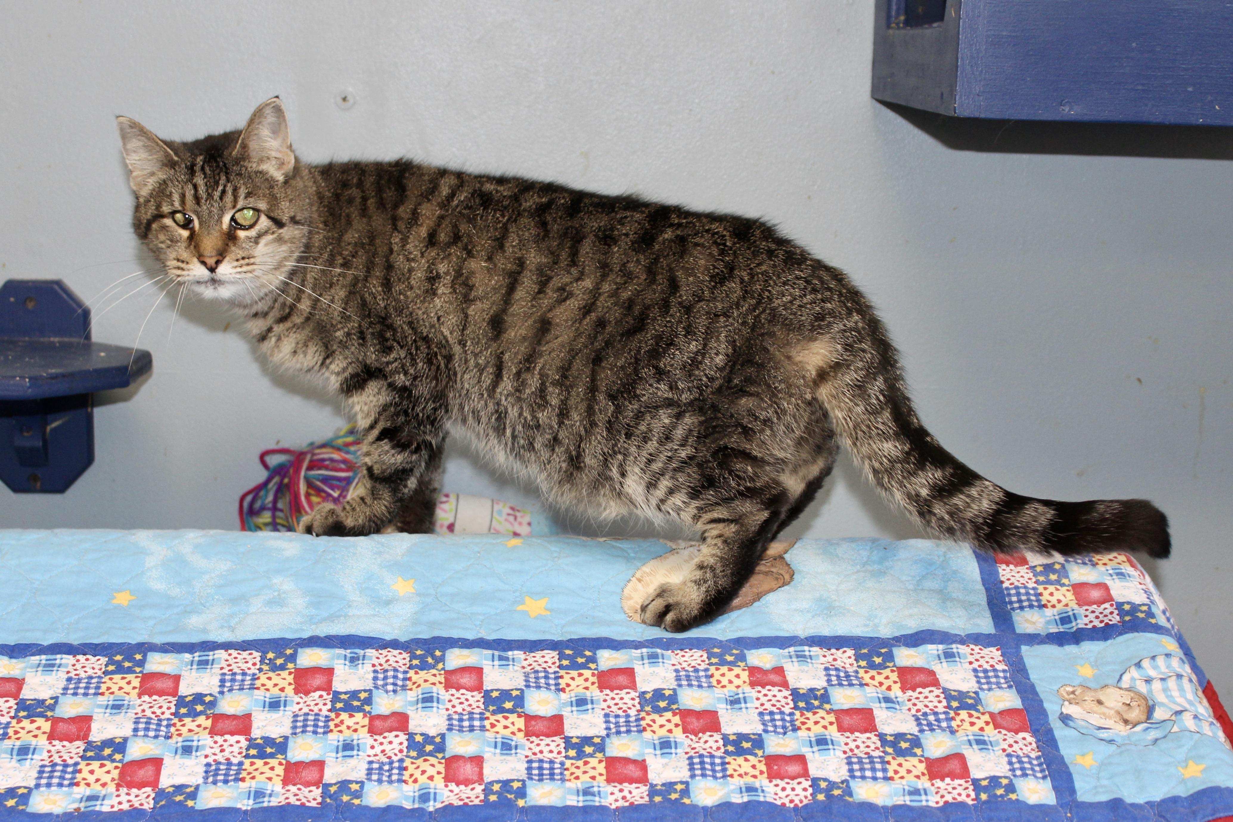 HYAKUME — thumbnail 4