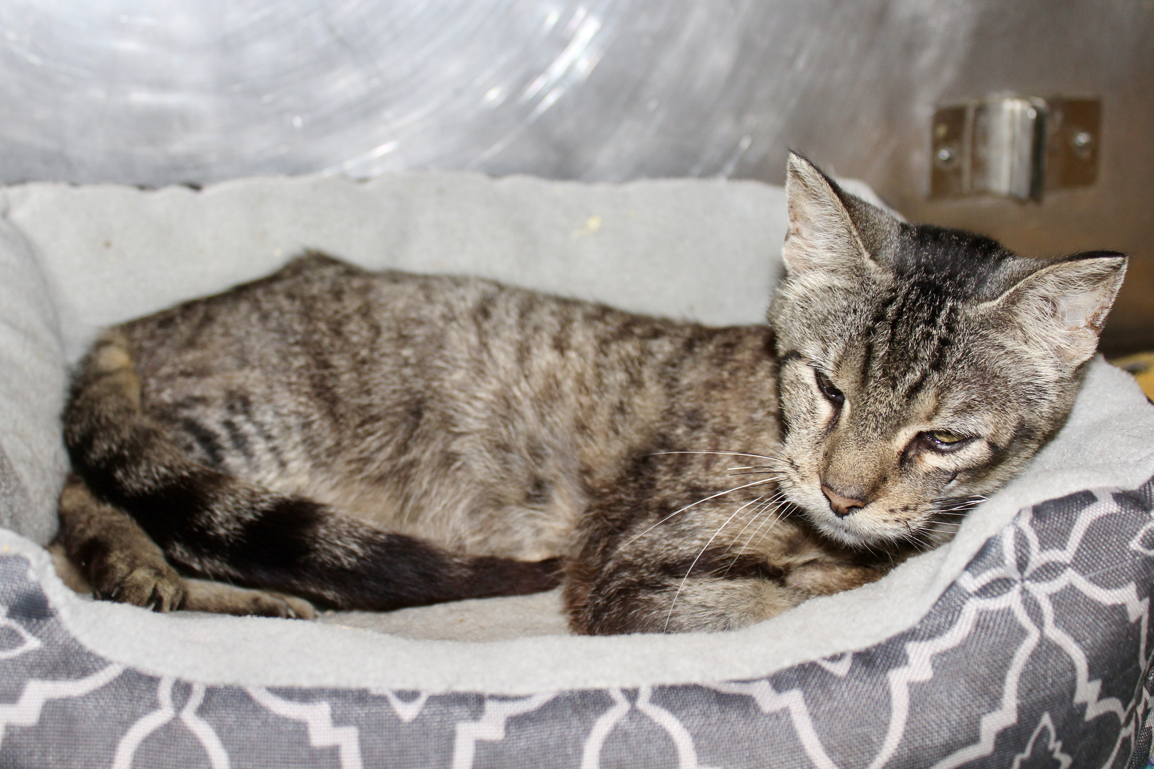 HYAKUME — thumbnail 6