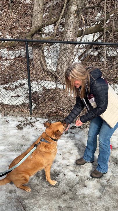 Enlarge Scarlett - Backyard Zoomie Queen, a ADOPTABLE mixed breed in Savannah, NY video 3/6