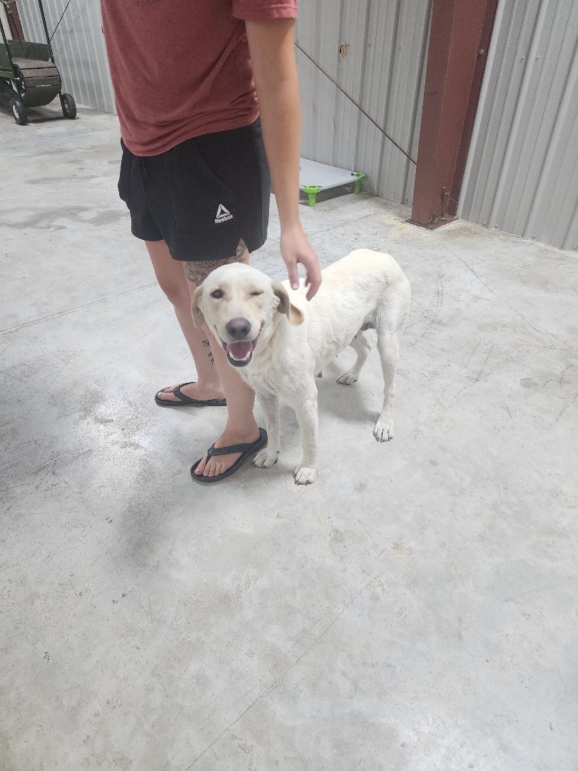 Shelby, Adopted, Young Female Yellow Labrador Retriever.