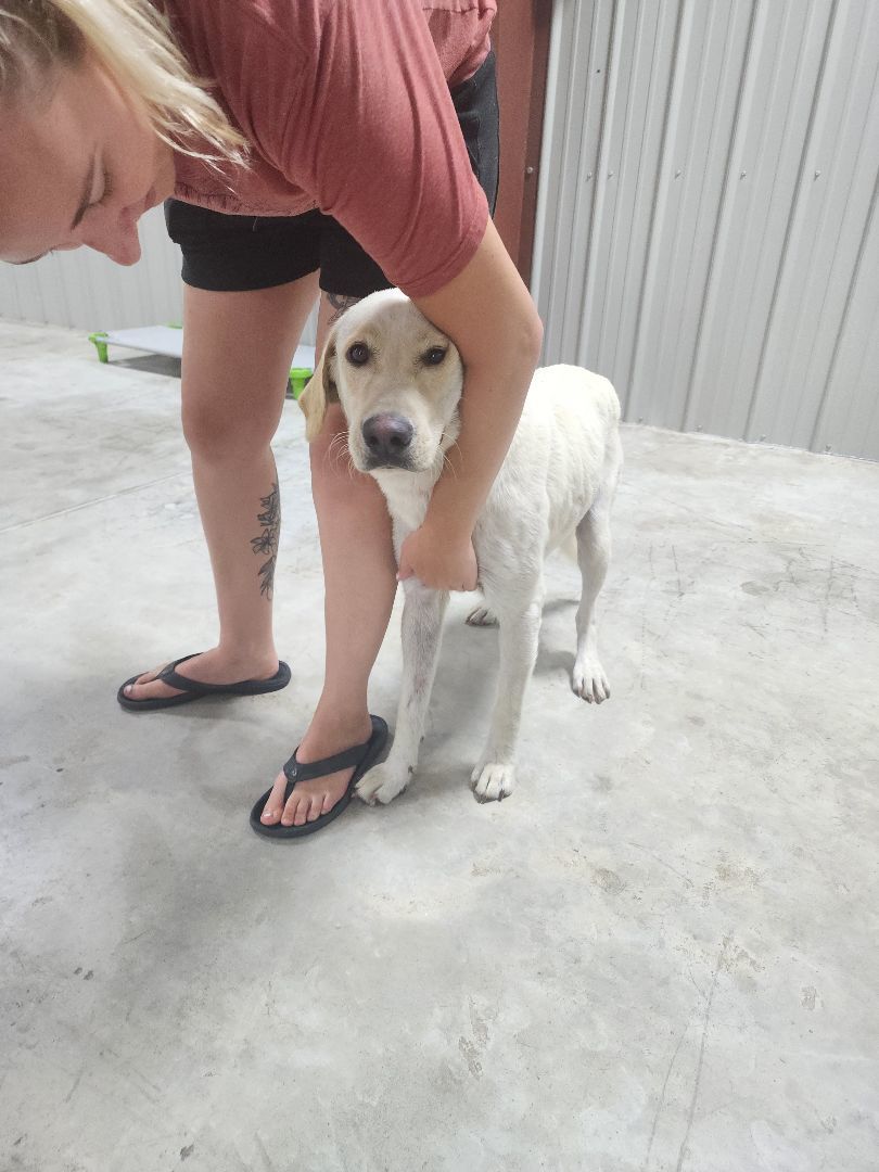 Enlarge Shelby, a Adopted Yellow Labrador Retriever in Jacksonville, NC image 2/12