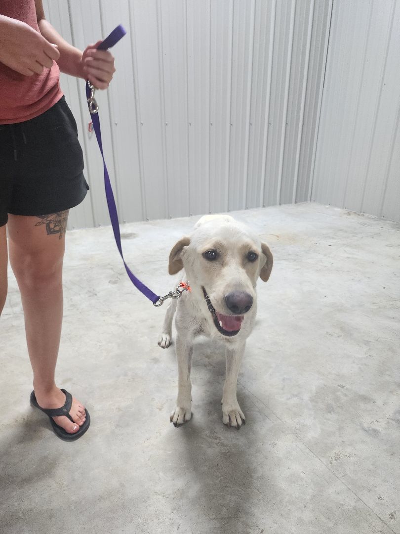 Enlarge Shelby, a Adopted Yellow Labrador Retriever in Jacksonville, NC image 3/12