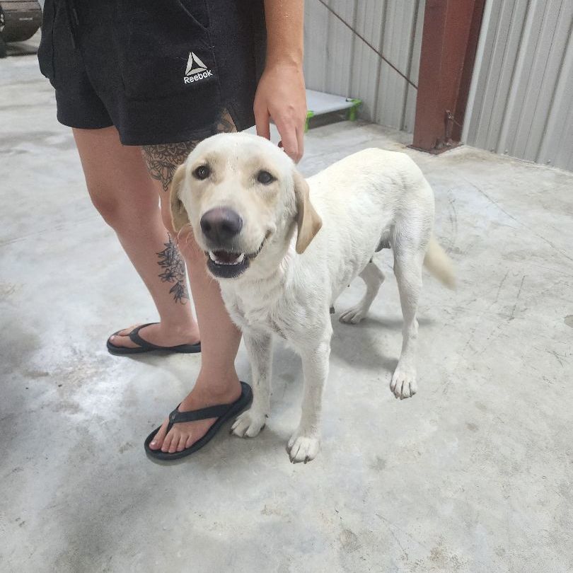 Enlarge Shelby, a Adopted Yellow Labrador Retriever in Jacksonville, NC image 4/12