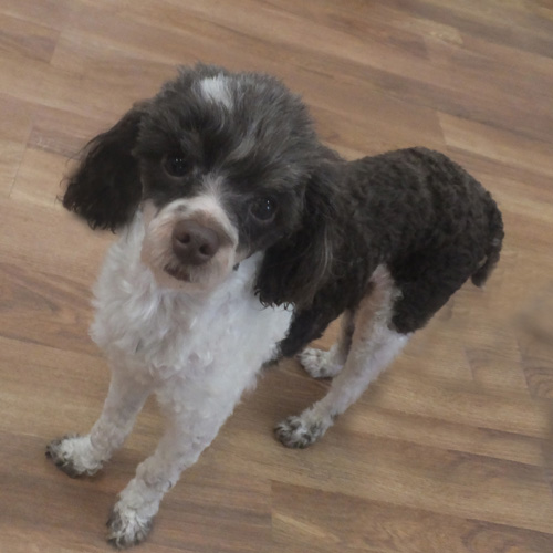 BART, a Adoptable Poodle in Trufant, MI image 3/6