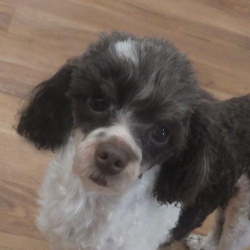 BART, a Adoptable Poodle in Trufant, MI image 1/6