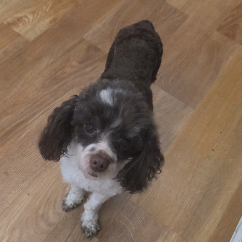 BART, a Adoptable Poodle in Trufant, MI image 4/6