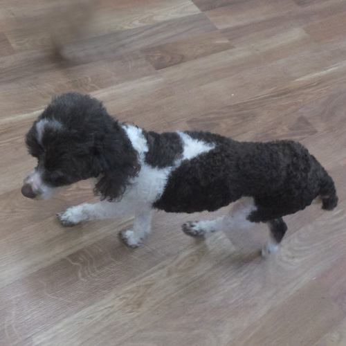 BART, a Adoptable Poodle in Trufant, MI image 5/6