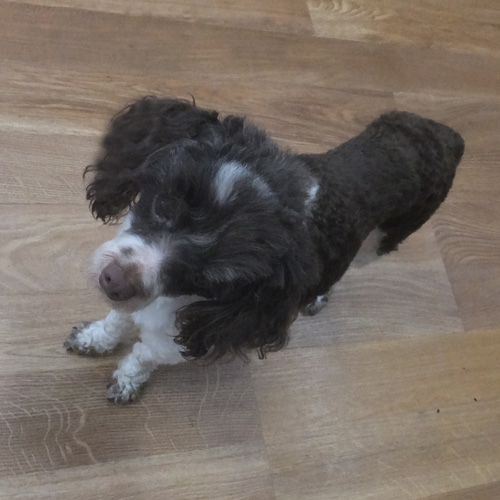 BART, a Adoptable Poodle in Trufant, MI image 6/6