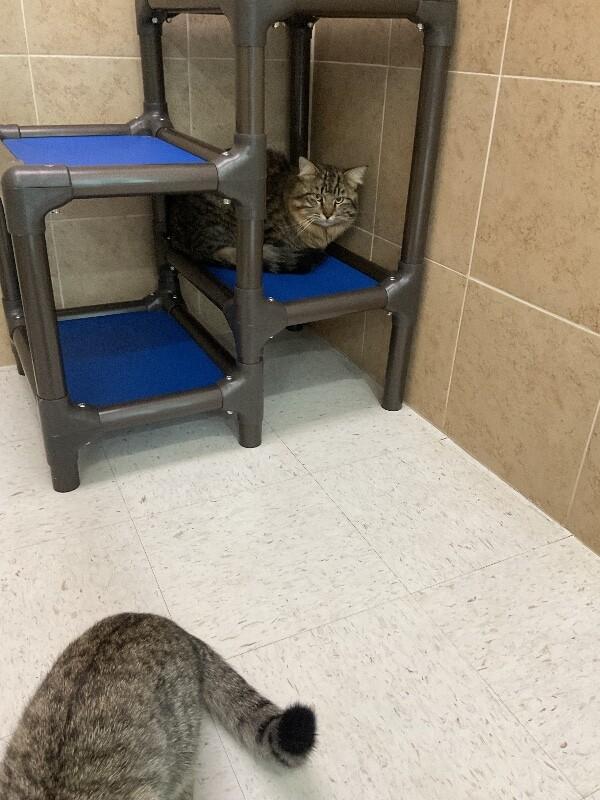 Enlarge jerry, a Adoptable Domestic Medium Hair in Hobbs, NM image 2/2