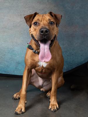 Bet, Adoptable, Adult Female Labrador Retriever & Mixed Breed.