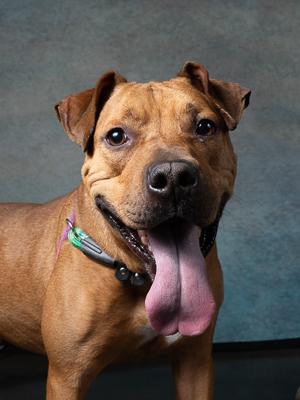 Enlarge Bet, a Adoptable mixed breed in Atlanta, GA image 3/3