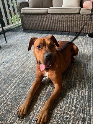 Enlarge Bet, a Adoptable mixed breed in Atlanta, GA image 2/3