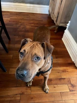 Bet, Adoptable, Adult Female Labrador Retriever & Mixed Breed.