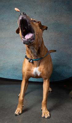 Enlarge Bet, a Adoptable mixed breed in Atlanta, GA image 2/3