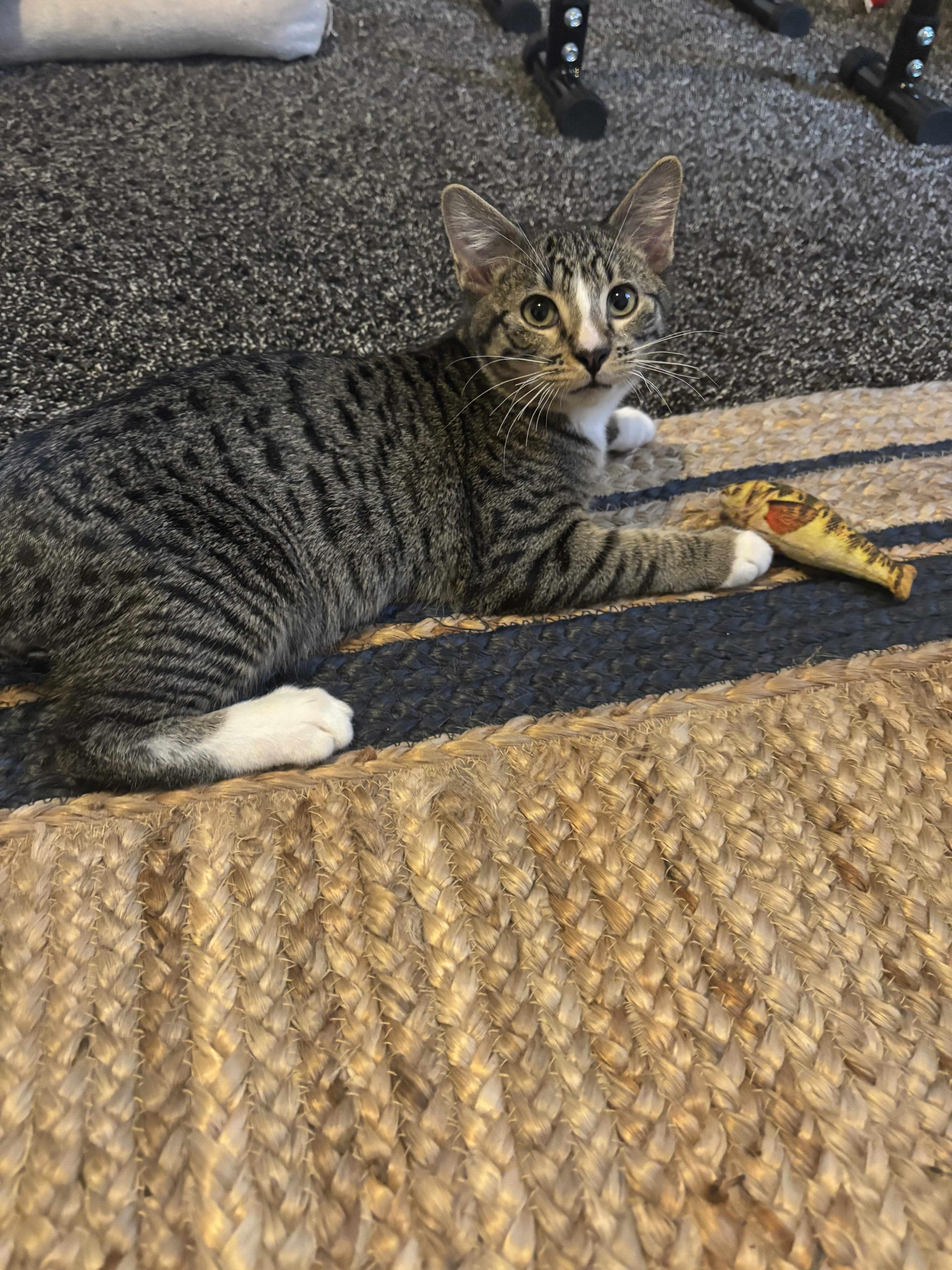 Jason, Adoptable, Kitten Male Domestic Short Hair.