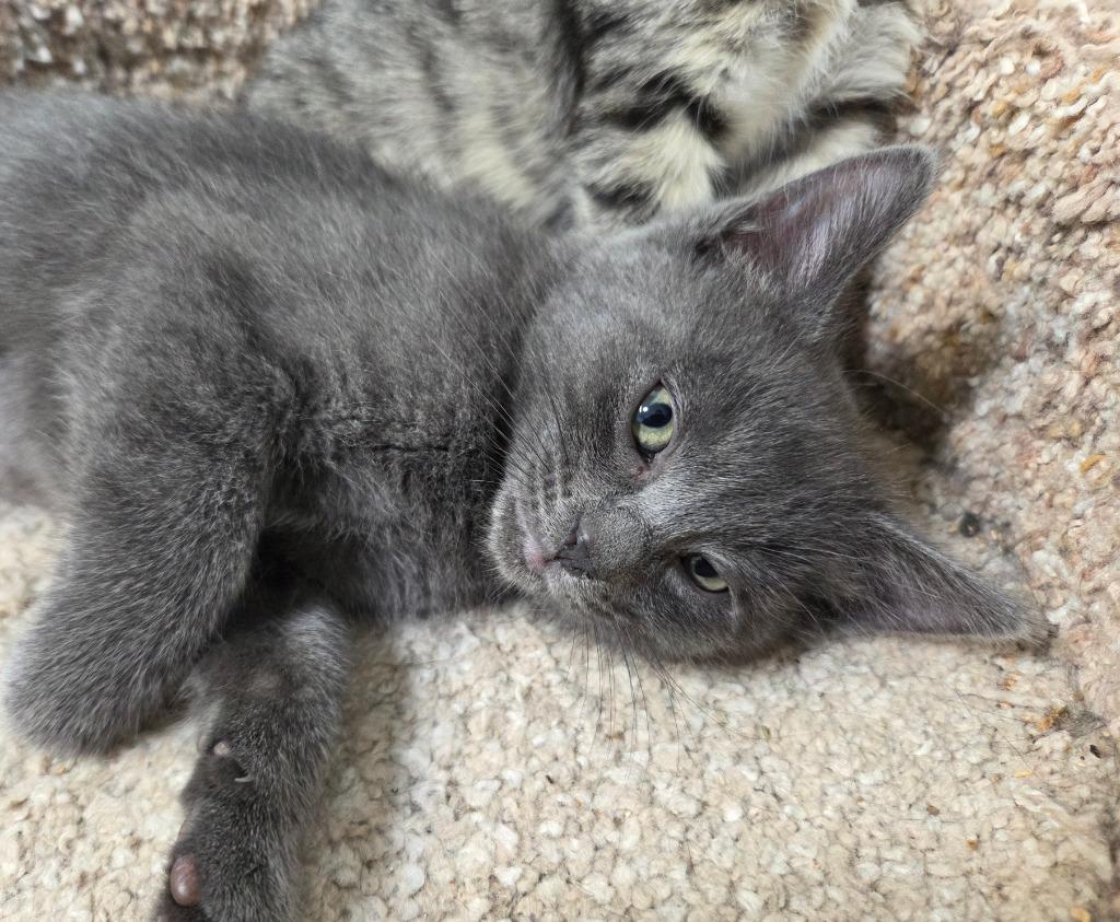 Wanderlust, Adoptable, Kitten Female Domestic Short Hair.