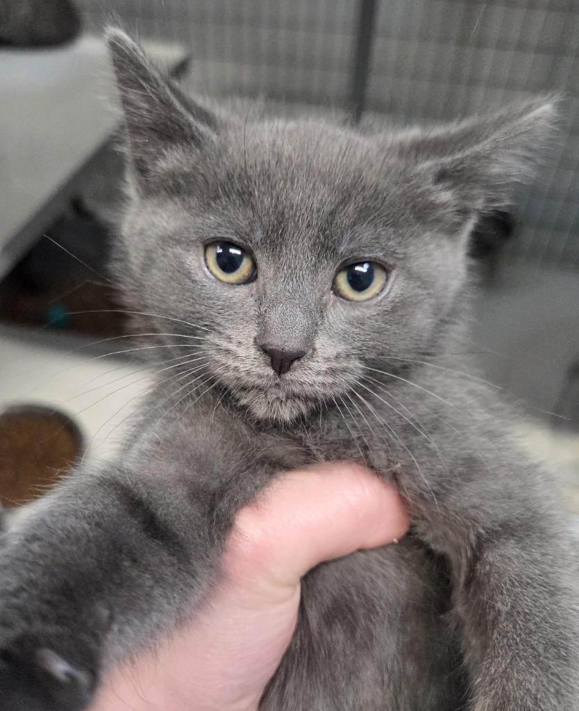 Wanderlust, a Adoptable mixed breed in Gold Beach, OR image 2/2