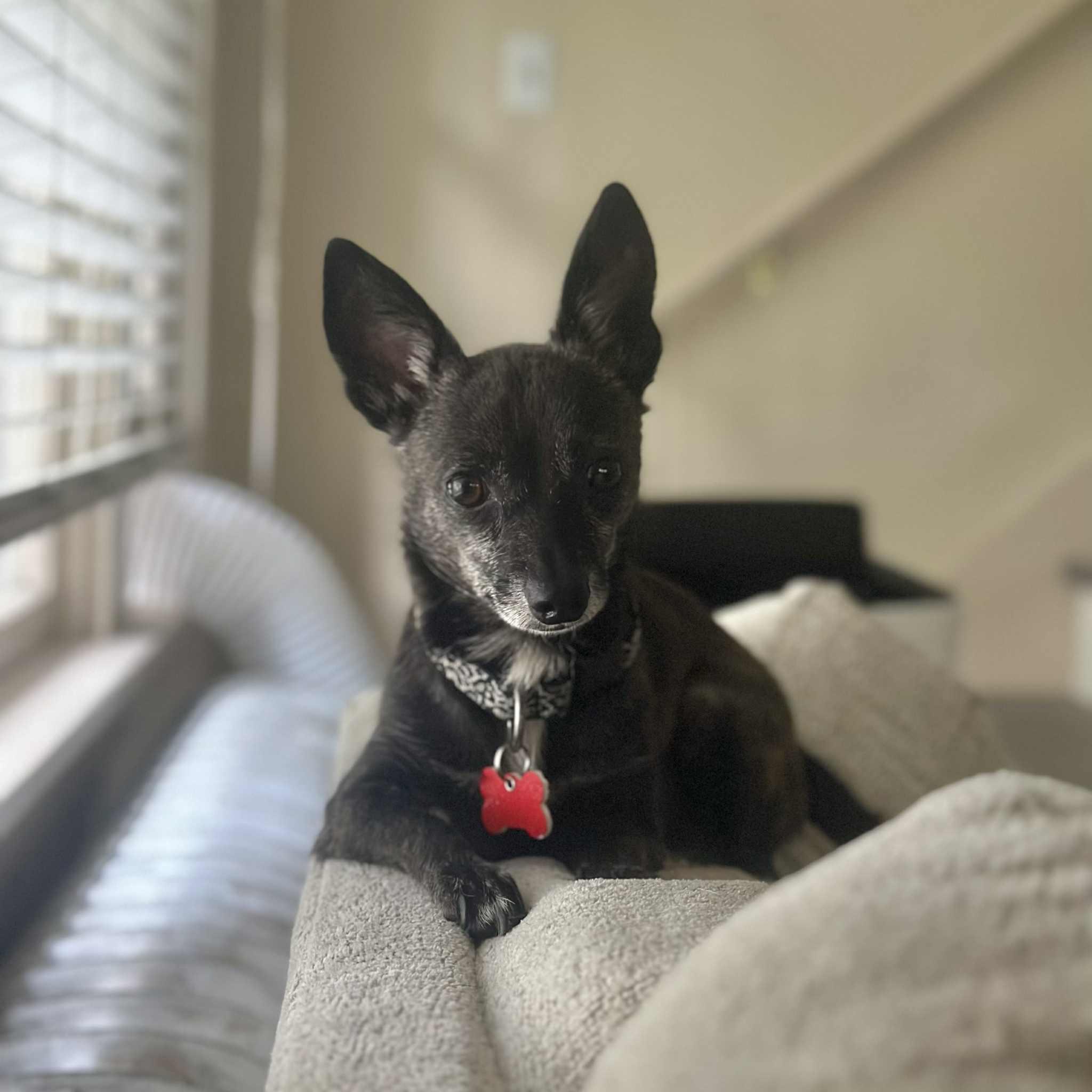 Mojo