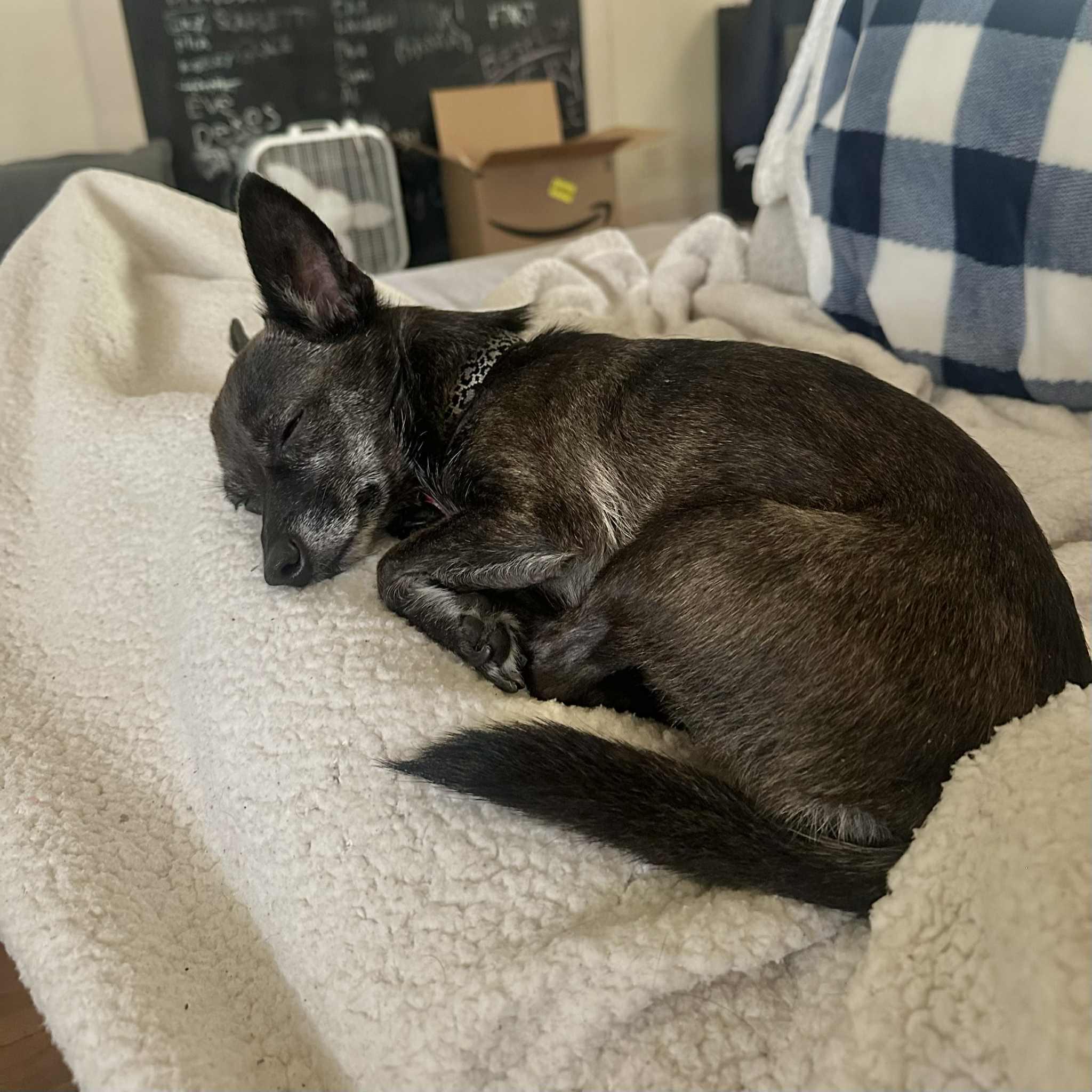 Mojo