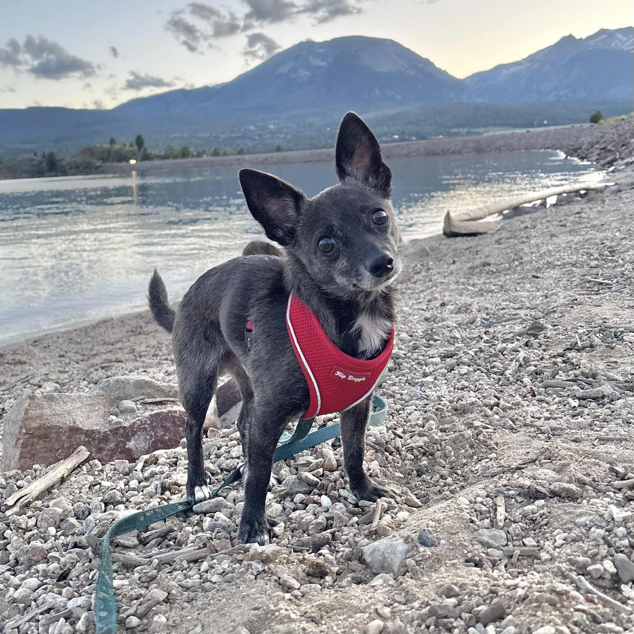 Mojo