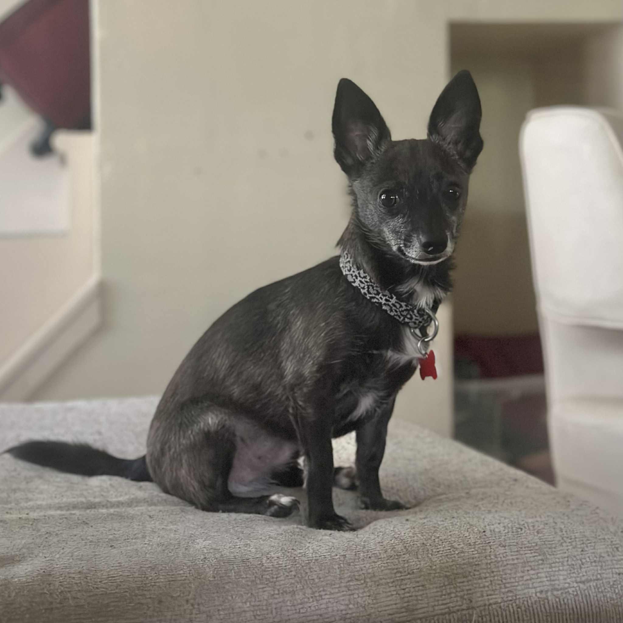Mojo
