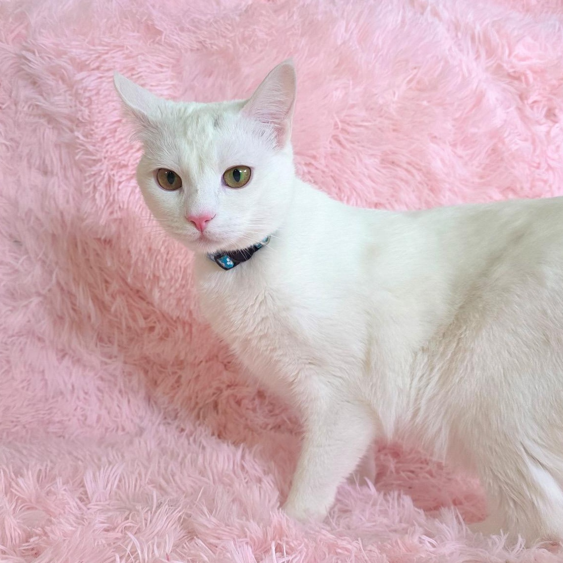 Juniper, adopted, Young Female Domestic Short Hair.