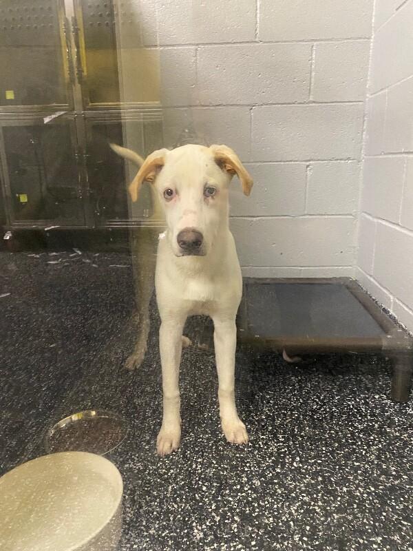 Enlarge Jojo, a Adoptable Mixed Breed in Jackson, TN image 1/3