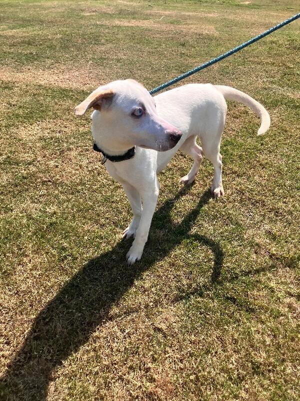 Enlarge Jojo, a Adoptable Mixed Breed in Jackson, TN image 2/3
