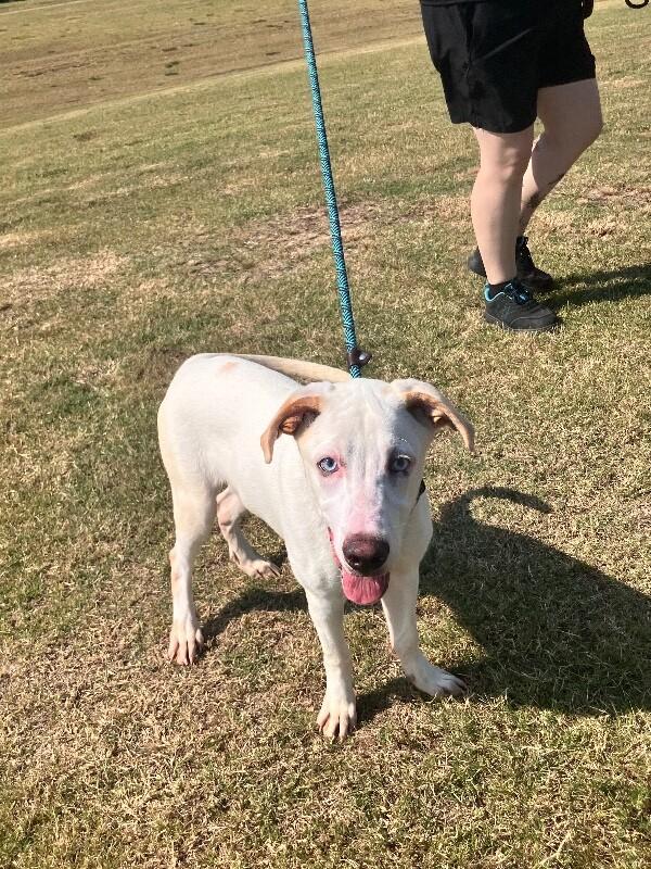 Enlarge Jojo, a Adoptable Mixed Breed in Jackson, TN image 3/3