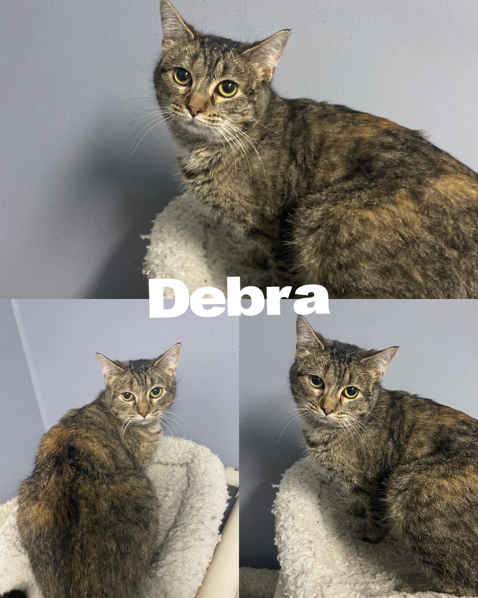 Debra, a Adoptable Domestic Short Hair in Saint James, MO image 2/2