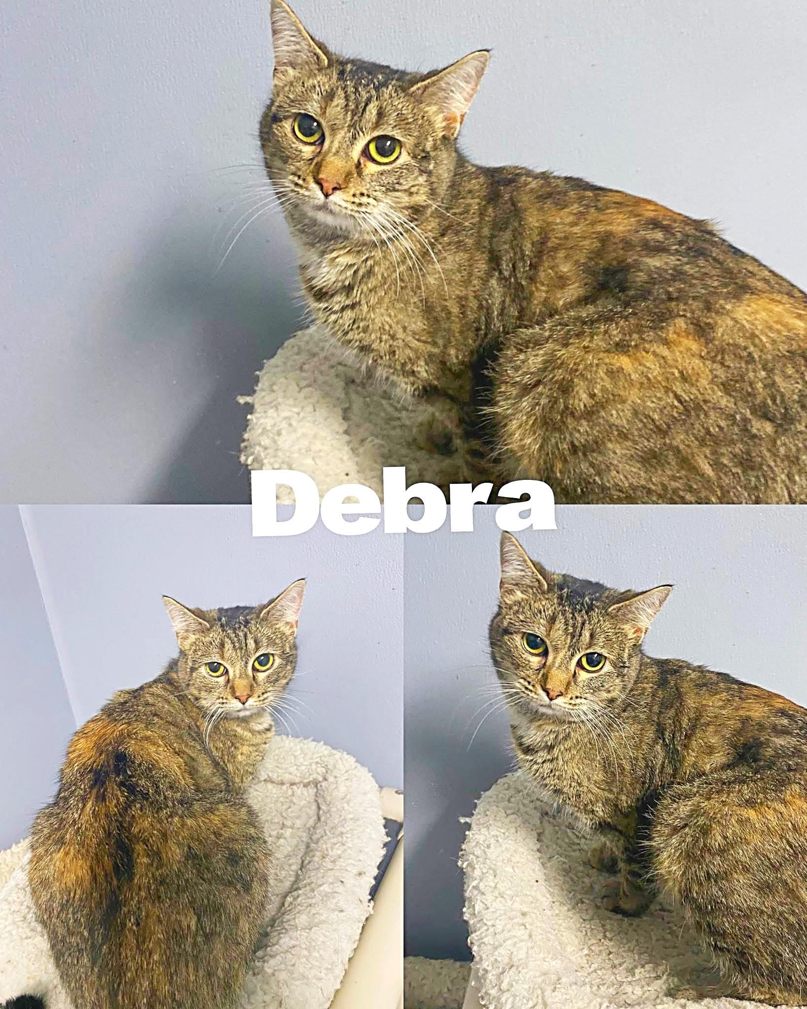 Debra, Adoptable, Adult Female Domestic Short Hair.