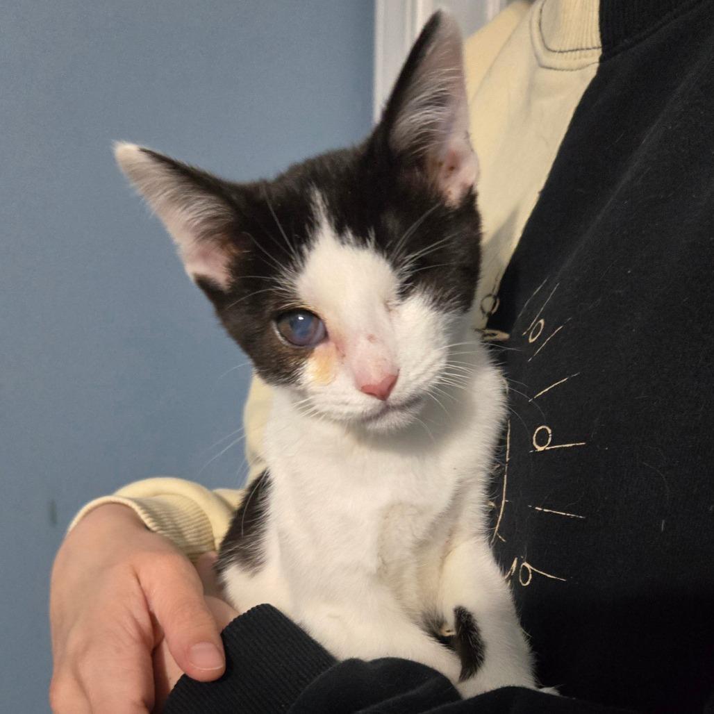 Marco, Adoptable, Kitten Male Domestic Short Hair.