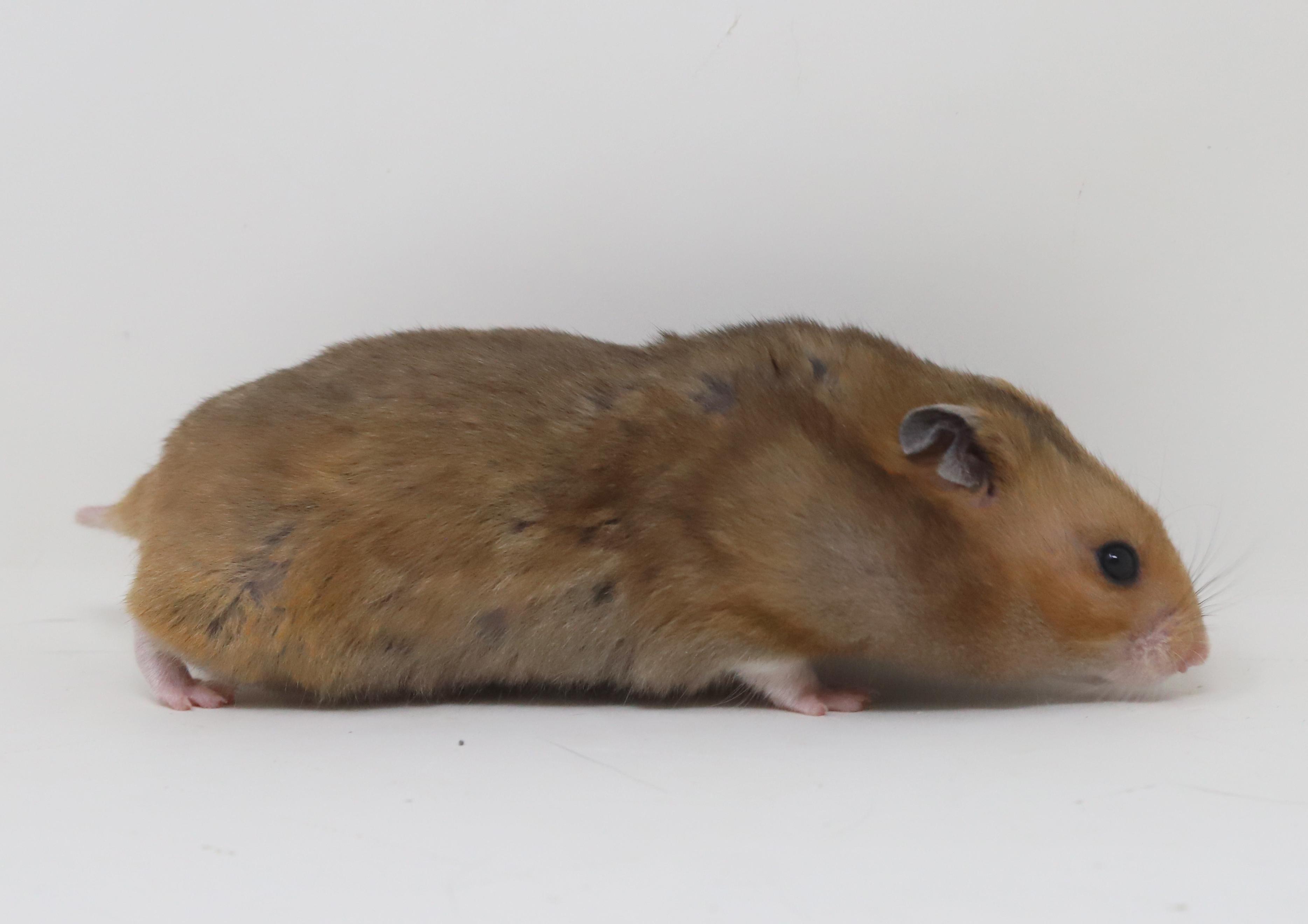 Stinka Doodle is a super chonka chonk adorable baby Syrian hammie!