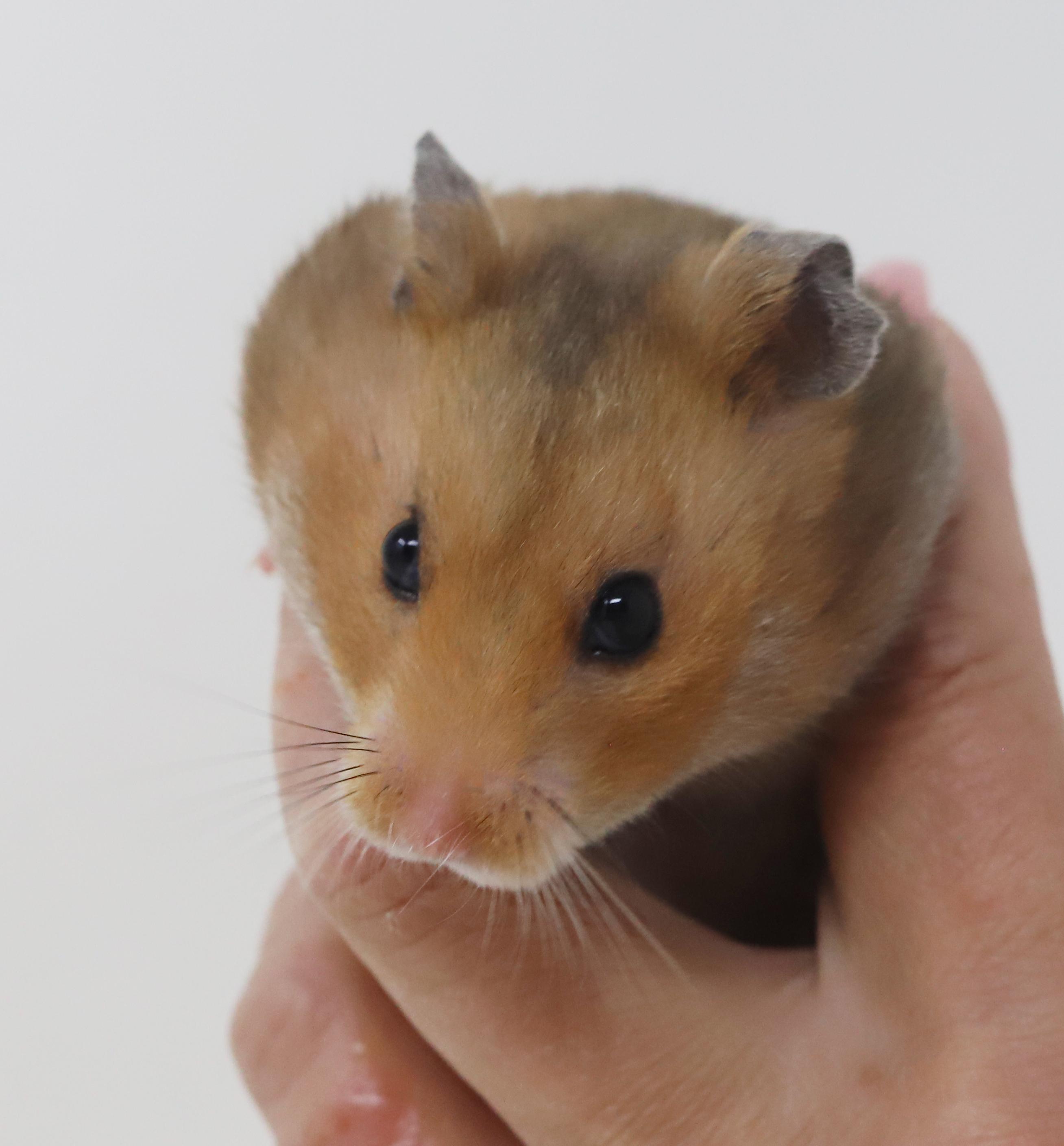 Stinka Doodle is a super chonka chonk adorable baby Syrian hammie!
