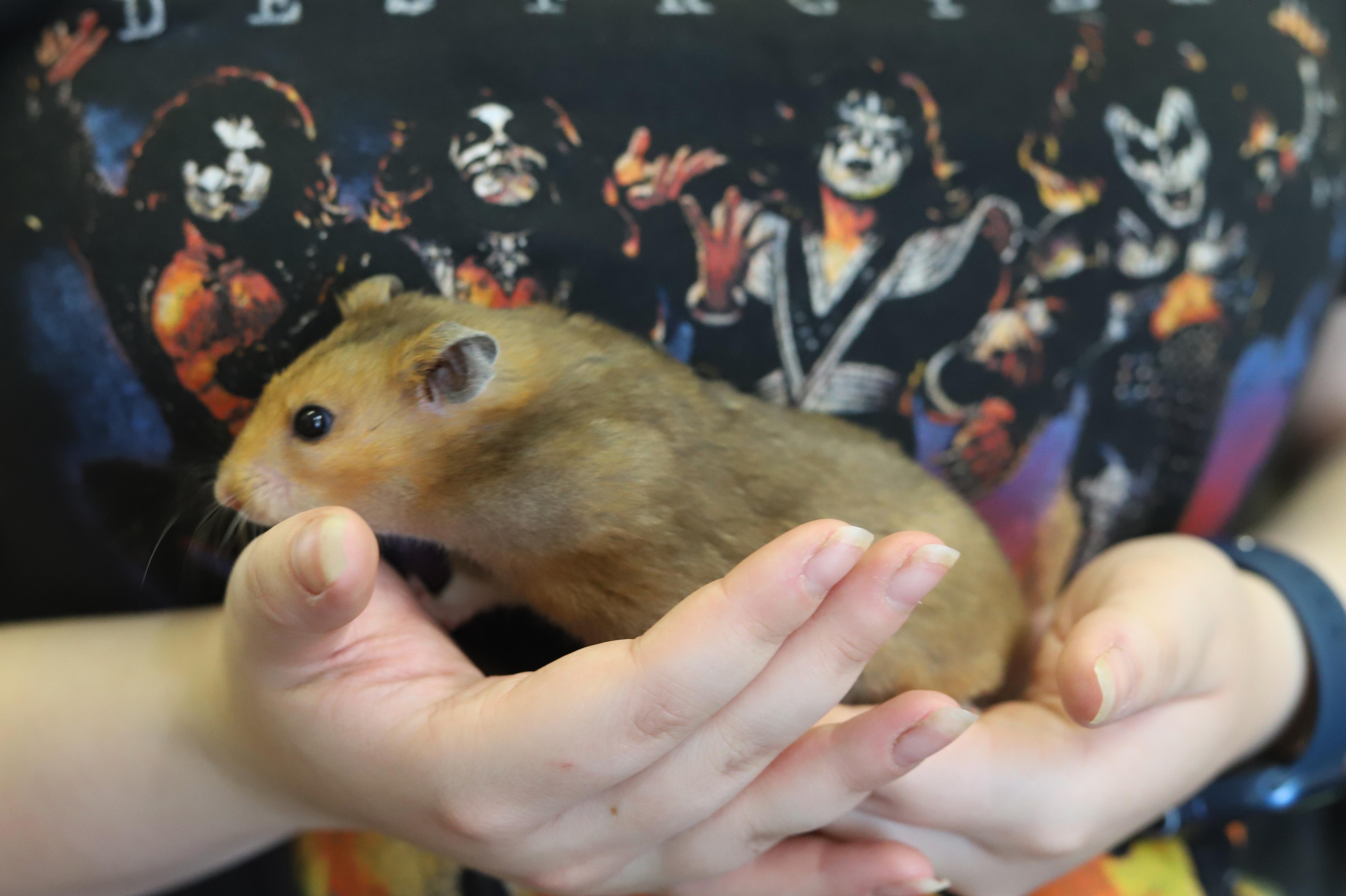 Stinka Doodle is a super chonka chonk adorable baby Syrian hammie!