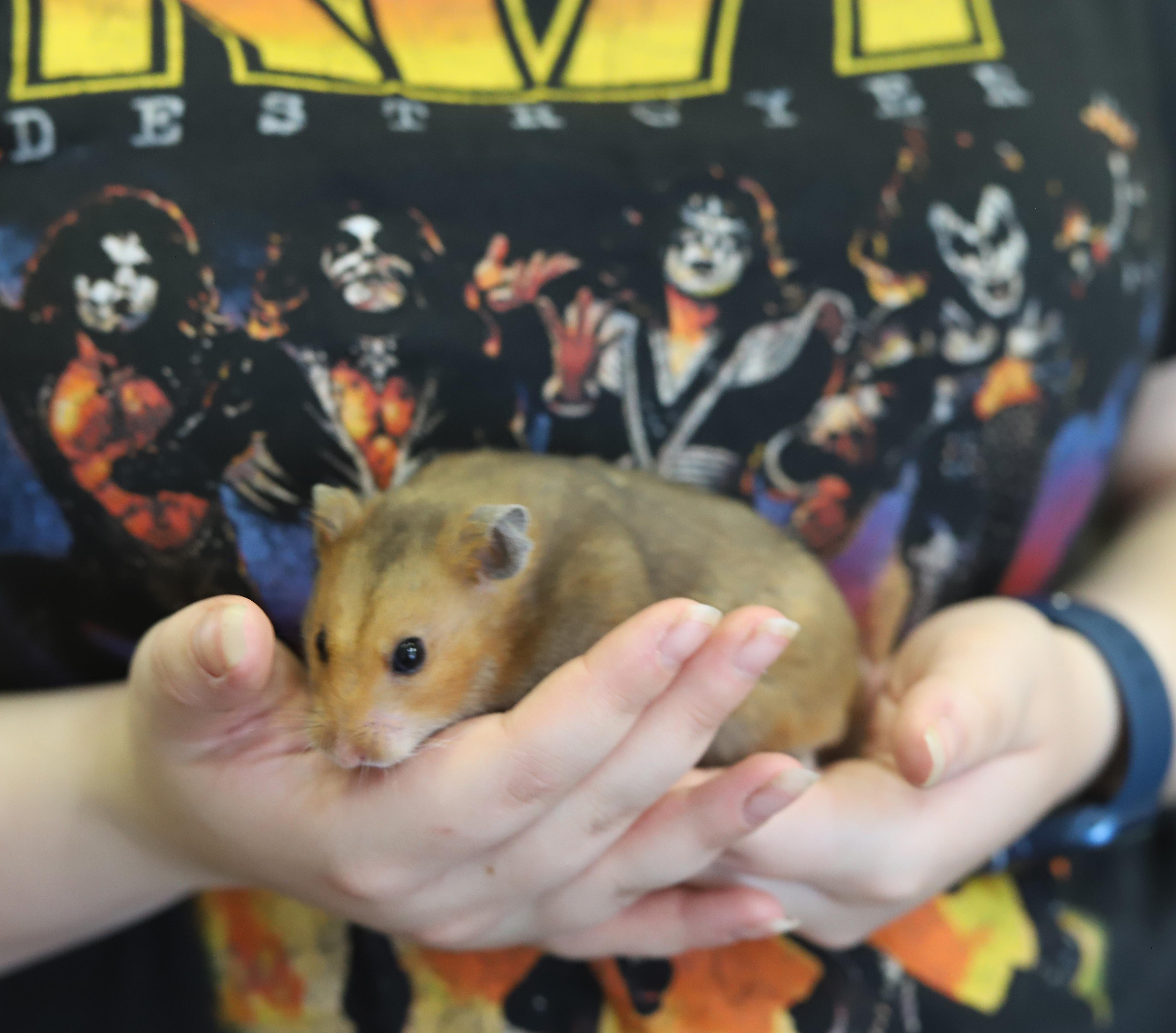 Stinka Doodle is a super chonka chonk adorable baby Syrian hammie!