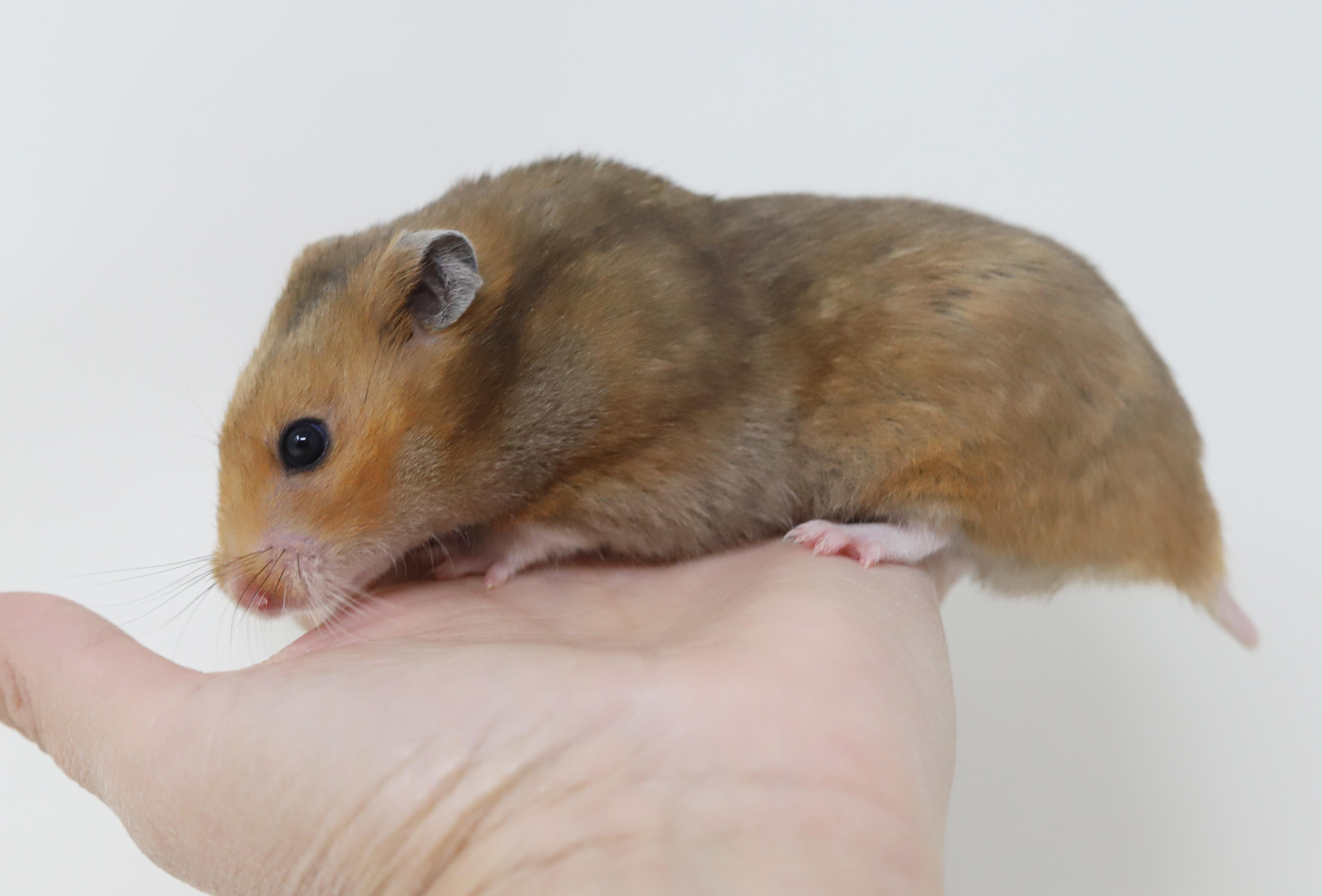 Stinka Doodle is a super chonka chonk adorable baby Syrian hammie!