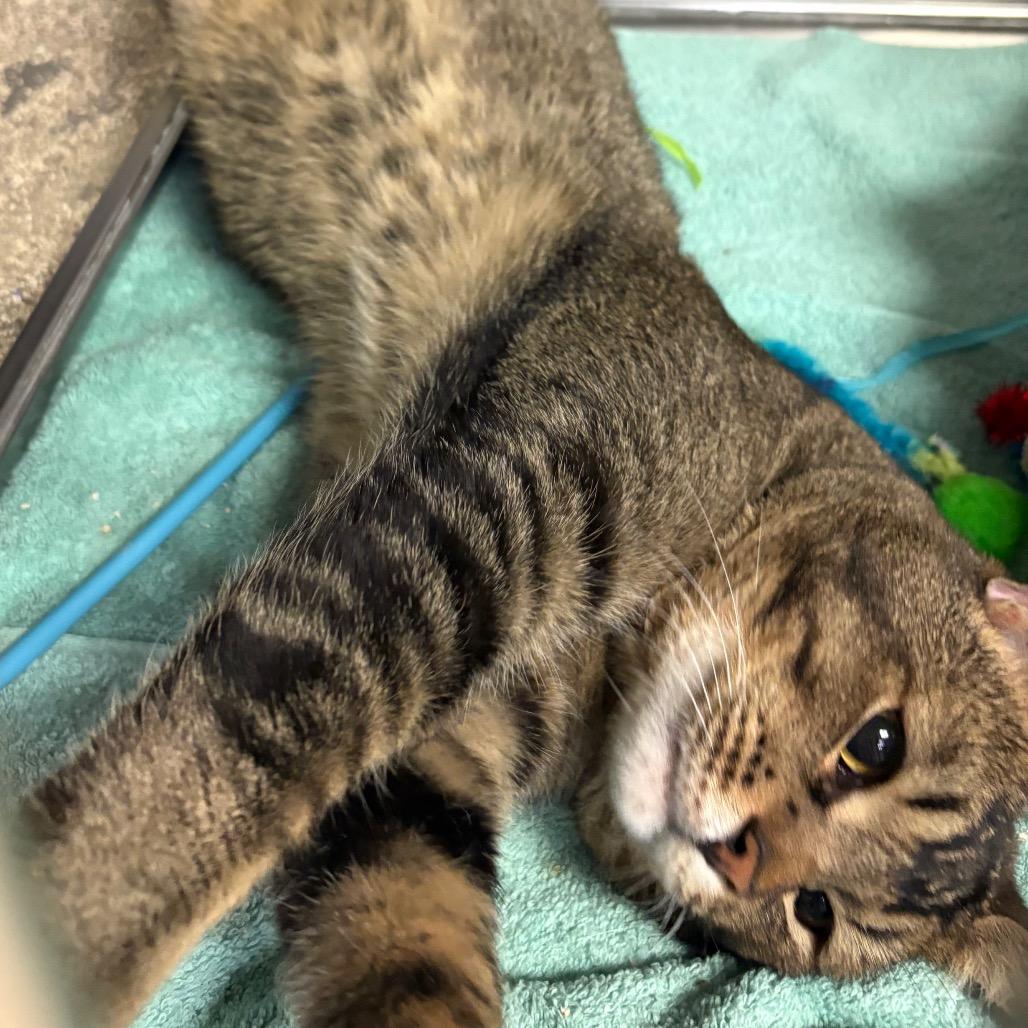 Enlarge Starli, a Adoptable Abyssinian in San Jacinto, CA image 1/6