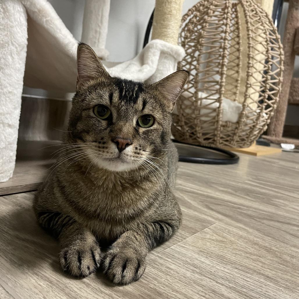 Enlarge Starli, a Adoptable Abyssinian in San Jacinto, CA image 2/6