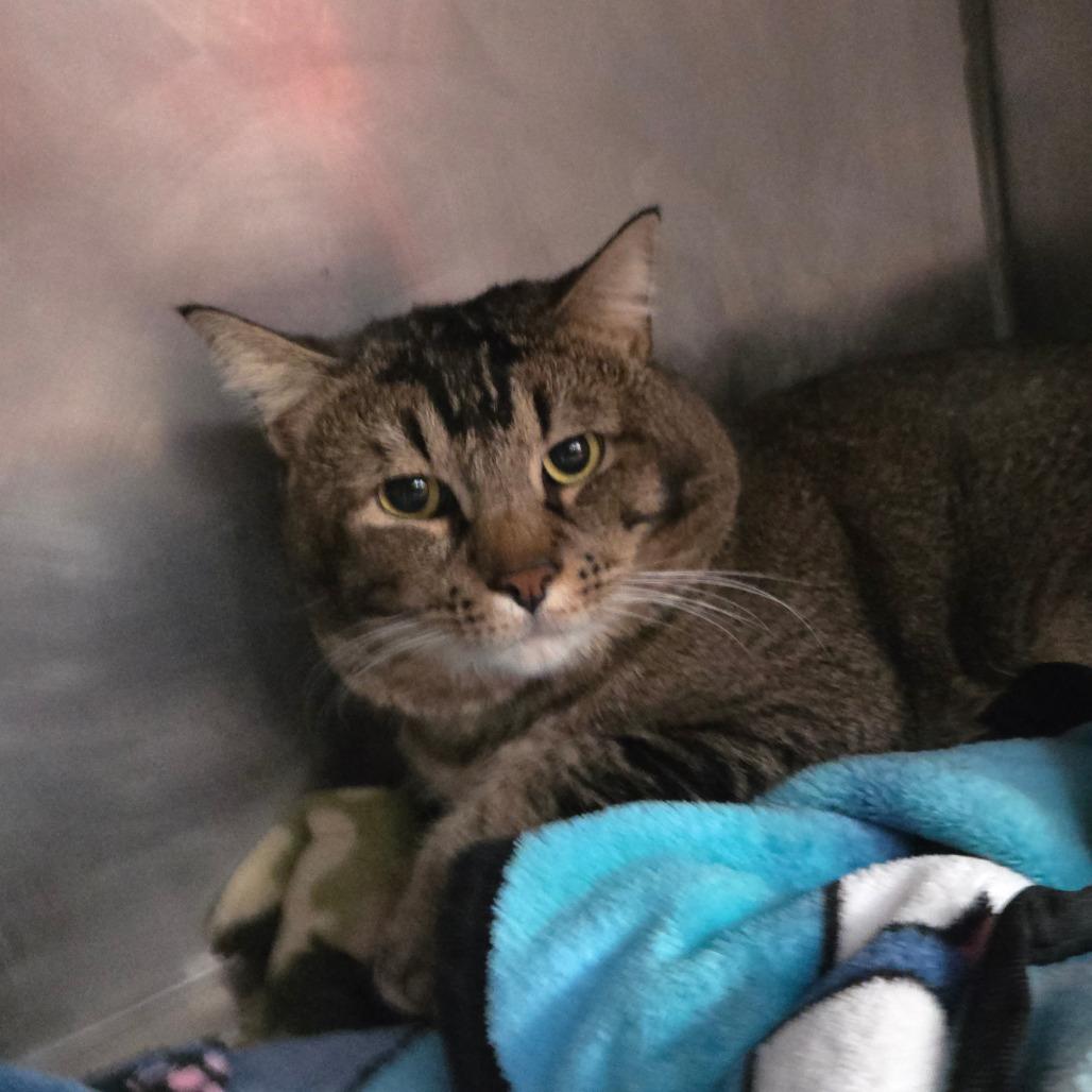 Enlarge Starli, a Adoptable Abyssinian in San Jacinto, CA image 3/6