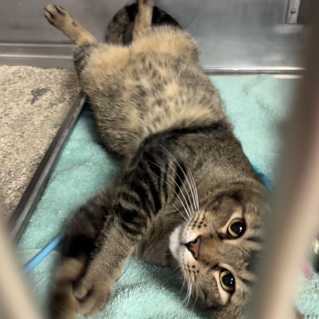 Enlarge Starli, a Adoptable Abyssinian in San Jacinto, CA image 5/6