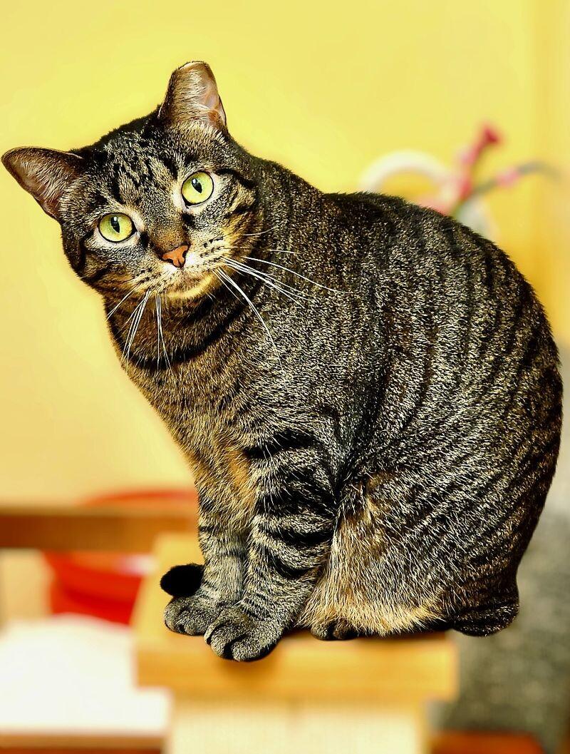 Miranda, a Adoptable Domestic Short Hair in Colmar, PA image 1/6