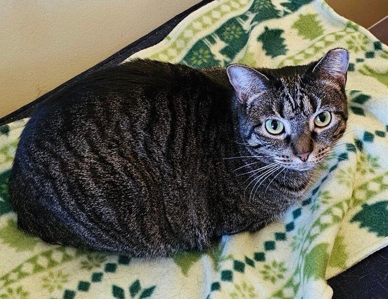 Miranda, a Adoptable Domestic Short Hair in Colmar, PA image 2/6