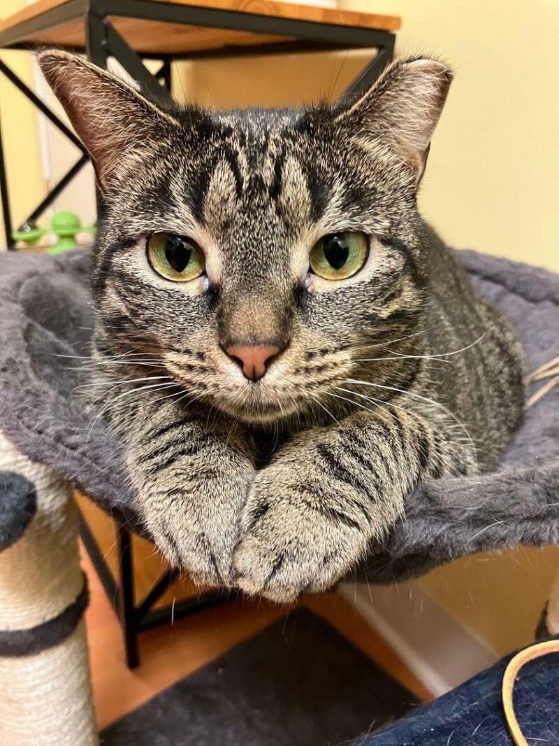 Miranda, a Adoptable Domestic Short Hair in Colmar, PA image 3/6