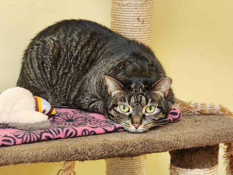 Miranda, a Adoptable Domestic Short Hair in Colmar, PA image 4/6