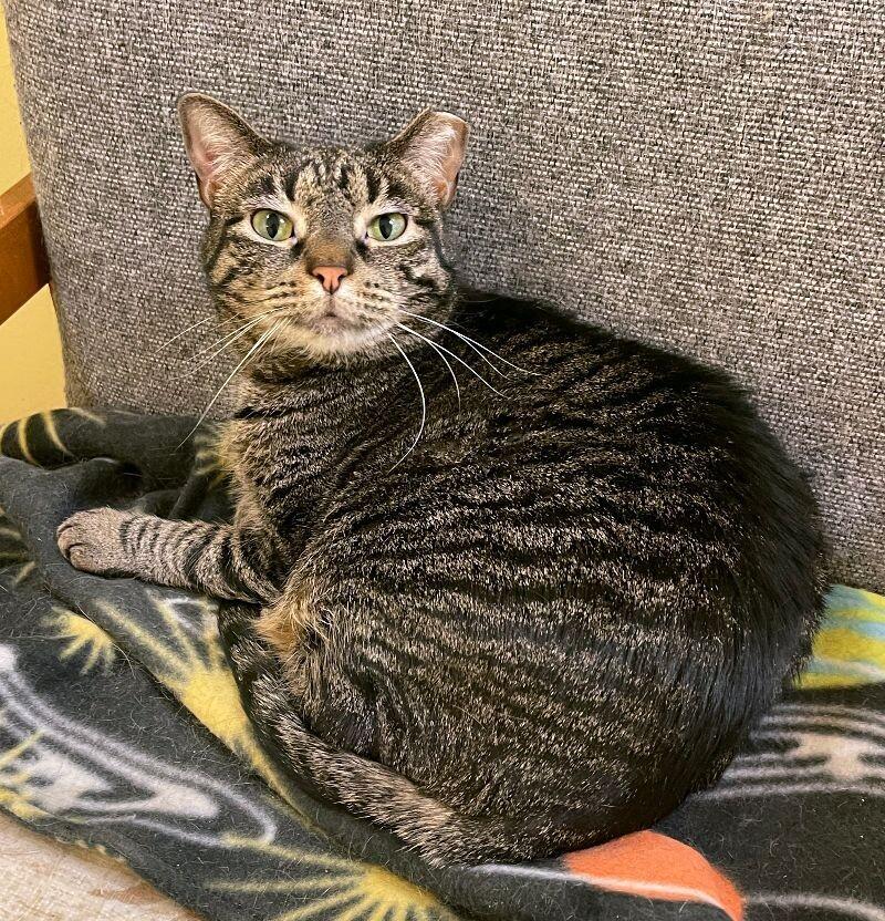 Miranda, a Adoptable Domestic Short Hair in Colmar, PA image 5/6