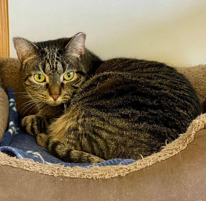 Miranda, a Adoptable Domestic Short Hair in Colmar, PA image 6/6