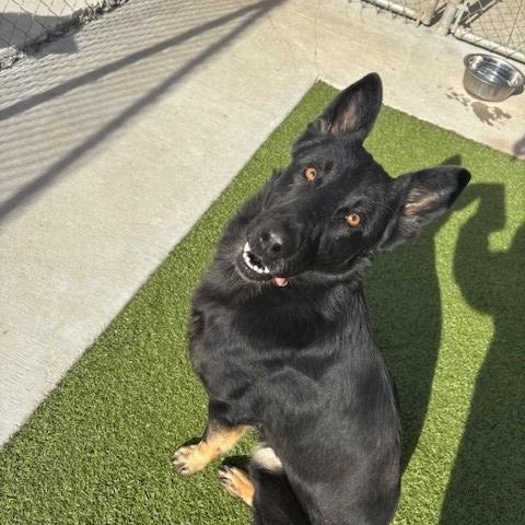 Dutch , ADOPTABLE, Adult Male German Shepherd Dog.