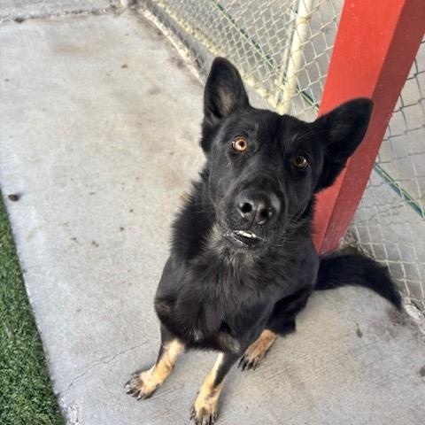 Enlarge Dutch , a ADOPTABLE mixed breed in Fayetteville, AR image 2/5