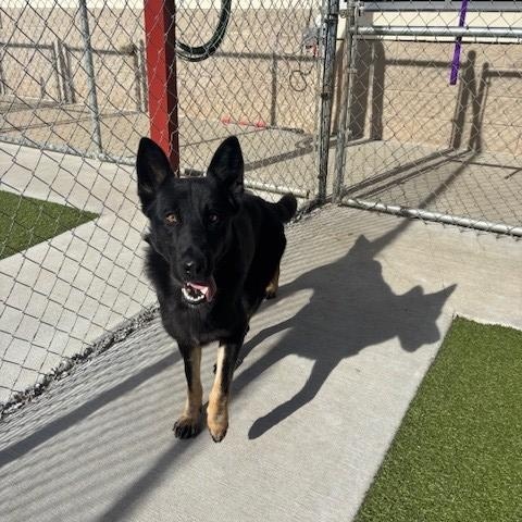 Enlarge Dutch , a ADOPTABLE mixed breed in Fayetteville, AR image 3/5